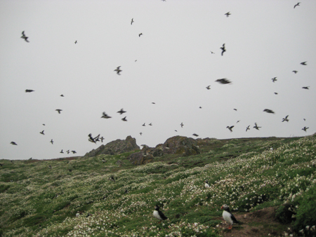 skokholm00 24